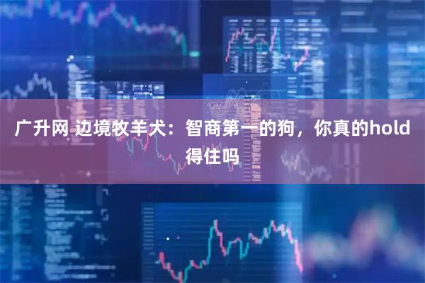 广升网 边境牧羊犬：智商第一的狗，你真的hold得住吗