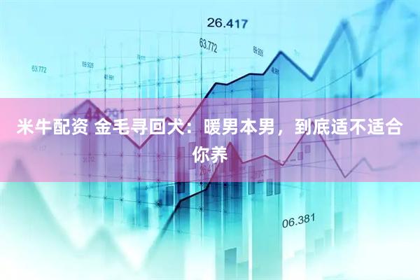 米牛配资 金毛寻回犬：暖男本男，到底适不适合你养